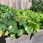 Dr. Potts' Wartime Garden